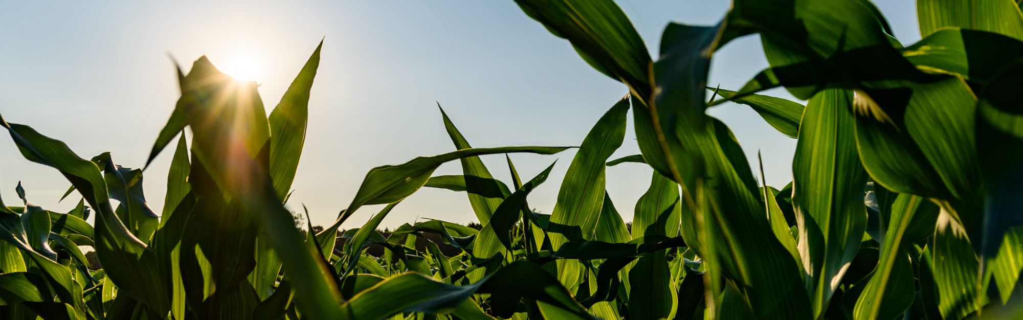 Sunlight hitting field of corn