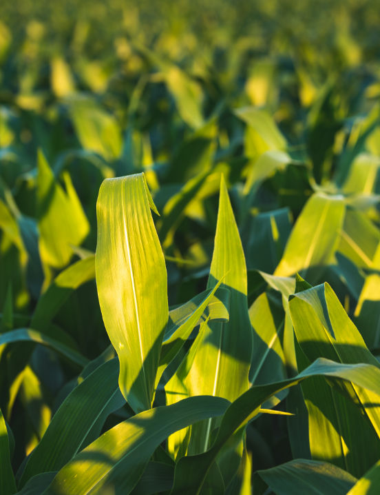 Sunlight hitting fields of corn